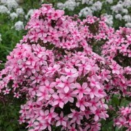 Флокс Phlox Розовая Звёздочка